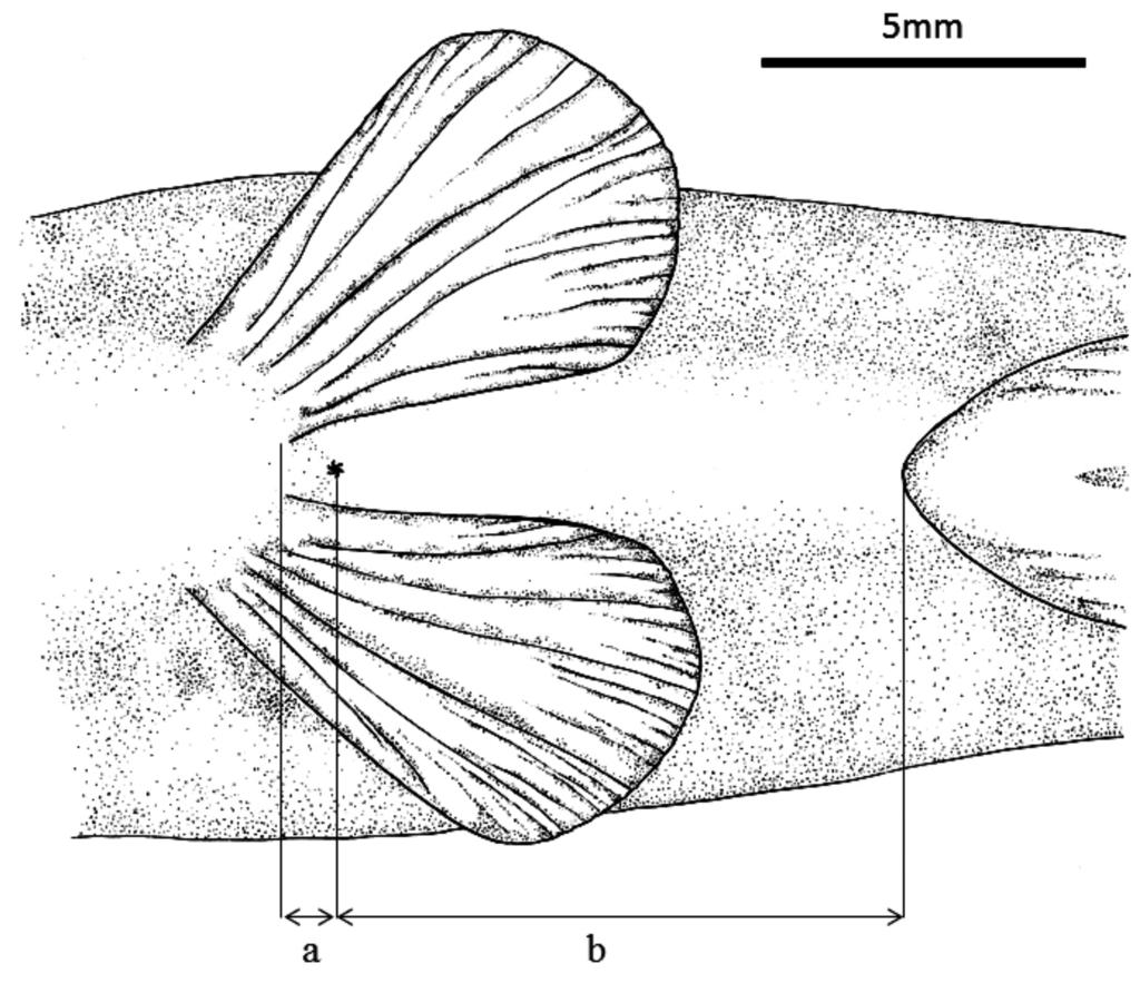 the gill-openings. Dorsal profile from lateral view, cephalic area gently convex; dorsal-fin region straight; postdorsal part from end of dorsal-fin base to end of adipose-fin base convex.