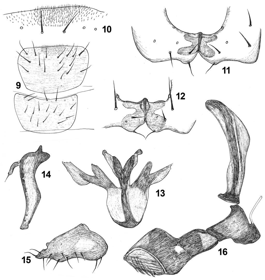 Two new species of Coproica from the Afrotropical region 189 spinosa (cf. Papp 2008a: fig. 93).