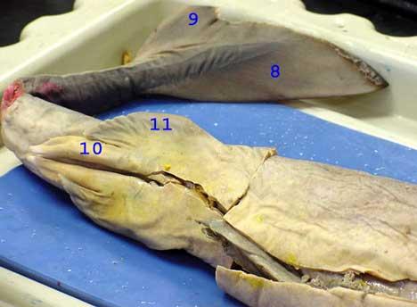 What is the scientific name of the dogfish?