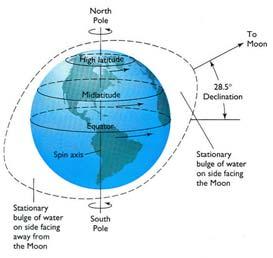 An observer at the equator observes two high tides of different height each lunar day, as indicated in the time chart to the right. (ItO, LEiO) Spring - Neap Tides Figure 22.