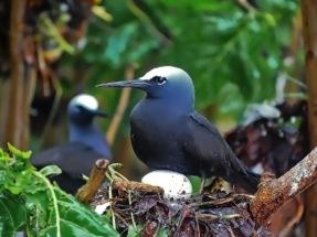 They lay eggs in nests in mangrove trees. Black Noddy Tern Anous minutus Black noddy terns are medium-sized birds.