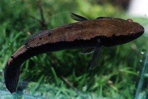 Mudfish Oxyeleotris sp.; Eleotridae Mudfish are dark brown. They have two dorsal fins on top of their body.