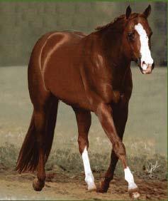 For a standing or quietly walking horse, it is slightly behind the heart girth and below the withers.