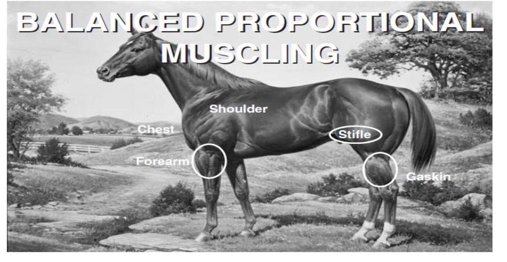 Refinement and Muscling Refinement and muscling are important criterion in judging conformation classes.