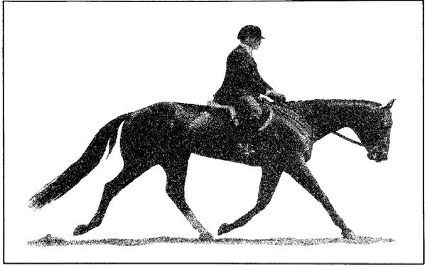Gaits: Walk forward, working walk, rhythmical and flat-footed: extemely slow, or jiggy walk to be penalized. Trot long, low, ground-covering, cadenced and balanced strides.