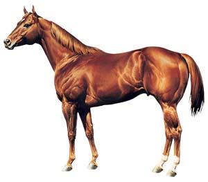 The Ideal Horse Picture and description of judging characteristics used with permission from the AQHA.
