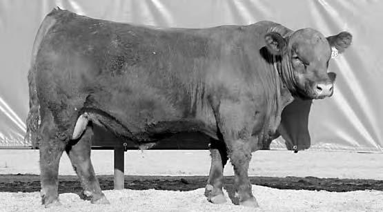 8 65 103 14 46 2 8 0 10 0.32 0.07 35 0.3 0.01 Out of our herd bull purchased from Pieper Red Angus PIE Gridmaster. This stud ranks in the top TOP 20% for WW, YW, and REA. Also posts a 105 YW ratio!