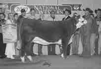 26 Breeders, here is a moderate, stout made, goggle-eyed female combining Hometown s success as the 2013 NWSS Champion Bull and siring a high selling calf crop, and the Shaw Cattle program.