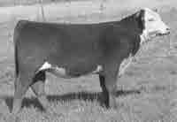 HOMETOWN 10Y 6129 LM CLEOPATRA 44 P43696973 CALVED: APRIL 7, 2016 TATTOO: LE 44/RE LM CRR ABOUT TIME 743 {SOD}{CHB}{DLF,HYF,IEF} THM DURANGO 4037 {SOD}{CHB}{DLF,HYF,IEF} CHAC MASON 2214 {DLF,HYF,IEF}