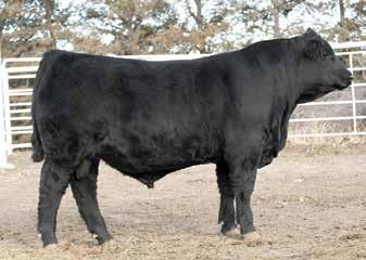 They are cattle with moderate brith, high volume, soundness and performance. His maternal background is sterling, and his daughters will likely be welcome additions to the cow herds where he was used.