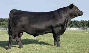 43 We used this bull because of the correctness, good muscle and productive outcross pedigree.