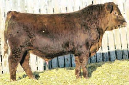 RANCHER 8'00 RED BCAR WILD CARD BREED CREEK PRIDE 33F 21'98 D: RED DWAJO AMBER 43U RED CC EXPANSION 5E RED TOWAW AMBER 155K RED BAR-V 6N AMBER 166A +2.0 +0.7 +26 +62 +32 +19 +2.