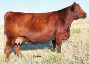 Where Rhonda 5109 sold this fall for $30,000 to Wildcat Creek Ranch out of Kansas. Revolution was Senior Yearling Bull Champion at the World Angus Forum.