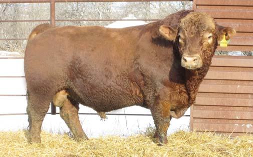 01 We love our Captain calves for their eye appeal and thickness. Captain ranks in the top 1% for both weaning weight and yearling weight. This sire is sure to add performance to your herd.