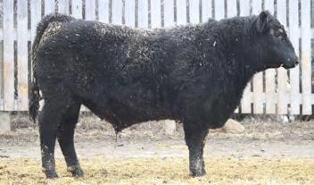LOT 48-116C 48 LAMB S QUARTERS C COUNTRY 116C Male DAV 116C January 27 2015 #1847328 LT: HOLMAN COOL COUNTRY 845 SIRE: VBR COOL COUNTRY 52Z JOINT CREEK LIGHTENING LASS 8R VALLEY BLOSSOM WEATHERBY