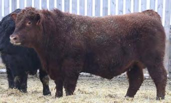 61 RED TAYLOR S COWBOY 10C Male KT 10C January 15 2015 #1842725 RED LAZY MC COWBOY CUT 26U AMF SIRE: RED WILBAR COWBOY COUNTRY 901Z RED WILBAR SCAARA 539R MAF RED RIVERDALE HAWK 339T DAM: RED TAYLOR