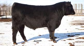 LAMB S QUARTERS ANGUS Reference Sires WIWA CREEK NET WORTH 79 12 B C WIWA CREEK NET WORTH 79 12 Male PDE 79Z February 08 2012 #1663185 S A V NET WORTH 4200 SIRE: YOUNG DALE NET TOUCH 36W YOUNG DALE