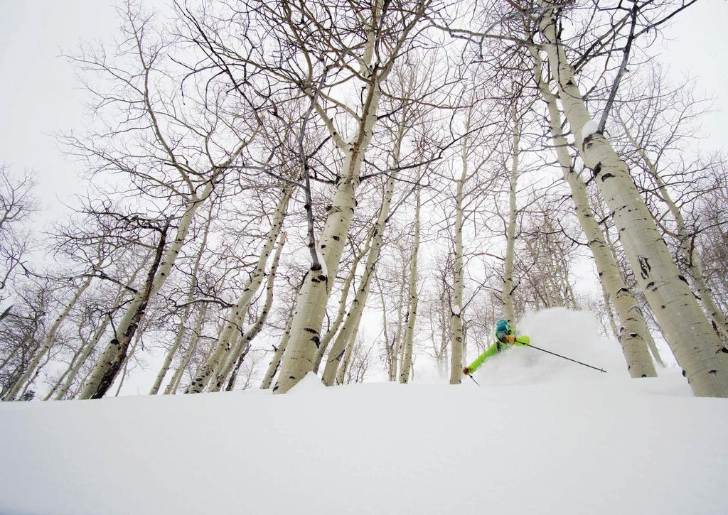 FREERIDE Powder skiing in the birch forest.