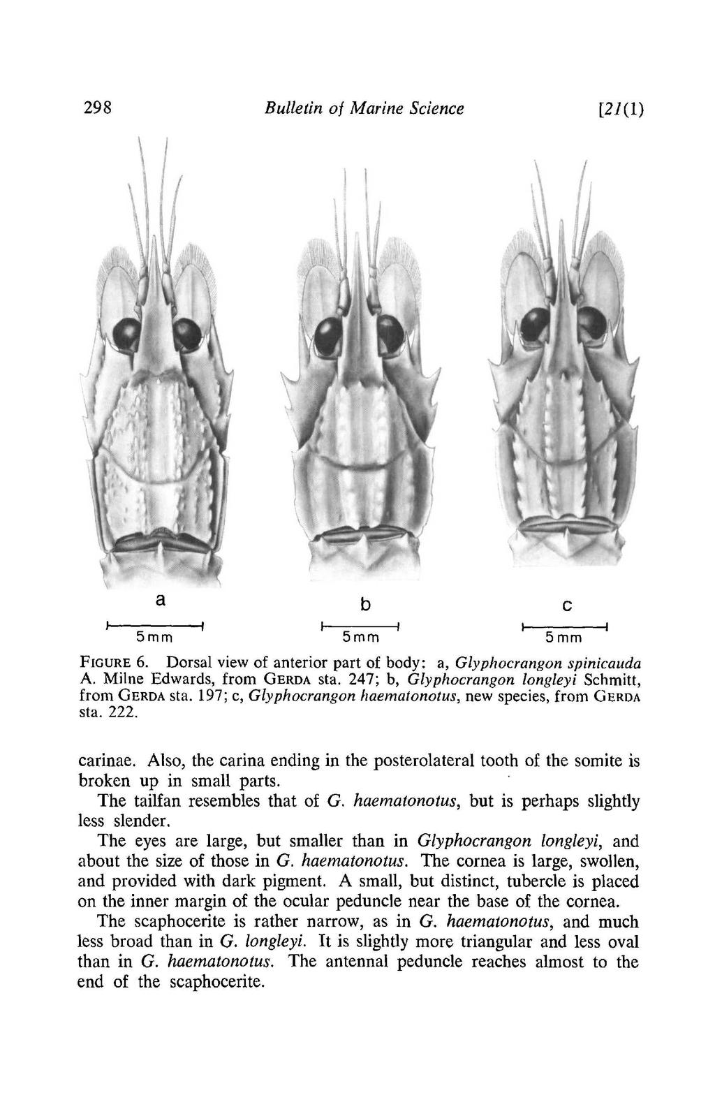 298 Bulletin of Marine Science [21(1) a b c 5mm 5mm 5mm FIGURE 6. Dorsal view of anterior part of body: a, Glyphocrangon spinicauda A. Milne Edwards, from GERDA sta.