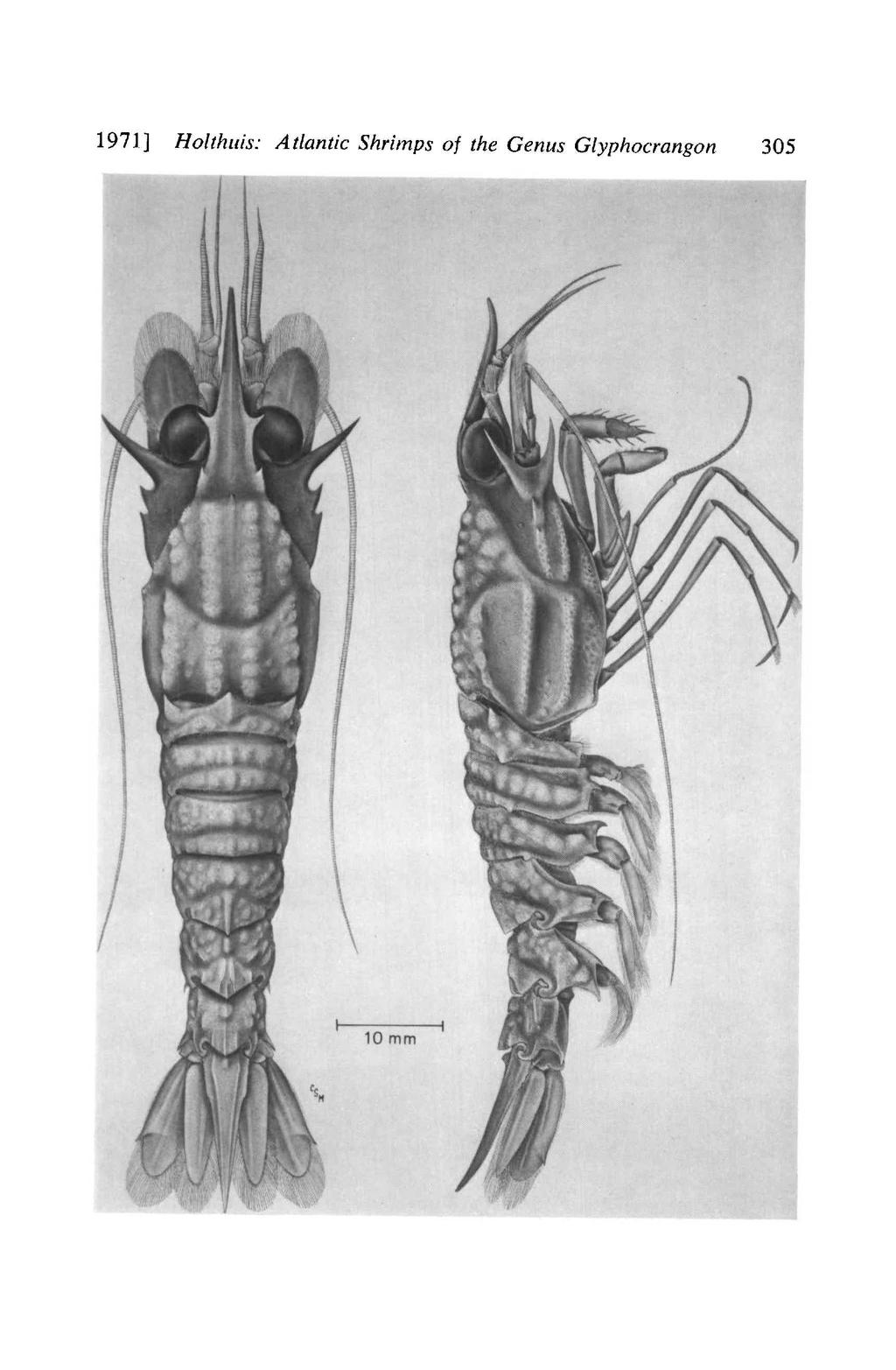 1971] Holthuis: Atlantic Shrimps