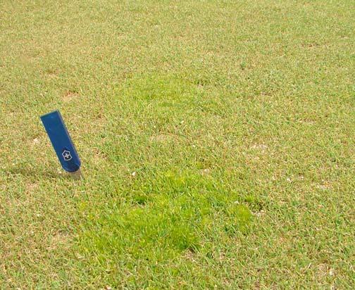 Evaluation of Newer Products for Selective Control of Moss on Creeping Bentgrass Greens D. M. Settle, R. T. Kane, and G. L.