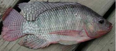 Nile tilapia There has been very little stock assessment in this species Data on the stock biomass is limited There appears to be no trend within the trawl survey data Catches are higher