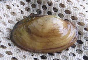 Dda State Wildlife Grants Summary-2010 Freshwater mussel distribution and genetic analysis in the Susquehanna River Watershed Summary: This project focuses on the distribution and rarity of the