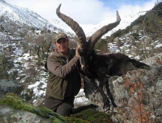Hunting area Beceite GREDOS-IBEX The Gredos Ibex is the most popular of Spanish ibexes.
