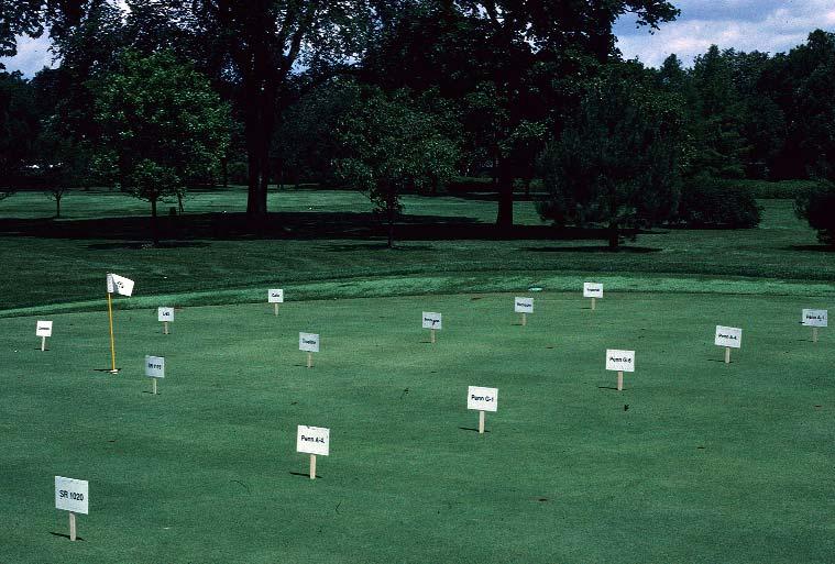 one of the sites selected to evaluate creeping bentgrasses in an on-site cultivar evaluation study jointly funded by USGA,