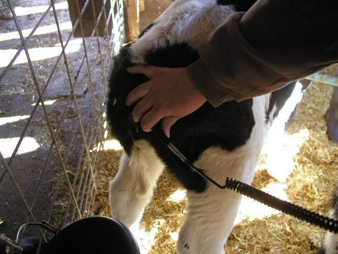 Monitoring Rectal Temperature Calves regulate at different levels so learn their normal Increase of 1.