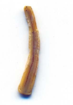 Herpobdelloidea lateroculata Kaburaki, 1921 Material examined: 2 exs., Canal by the side of Reg. No. An 3733/1.