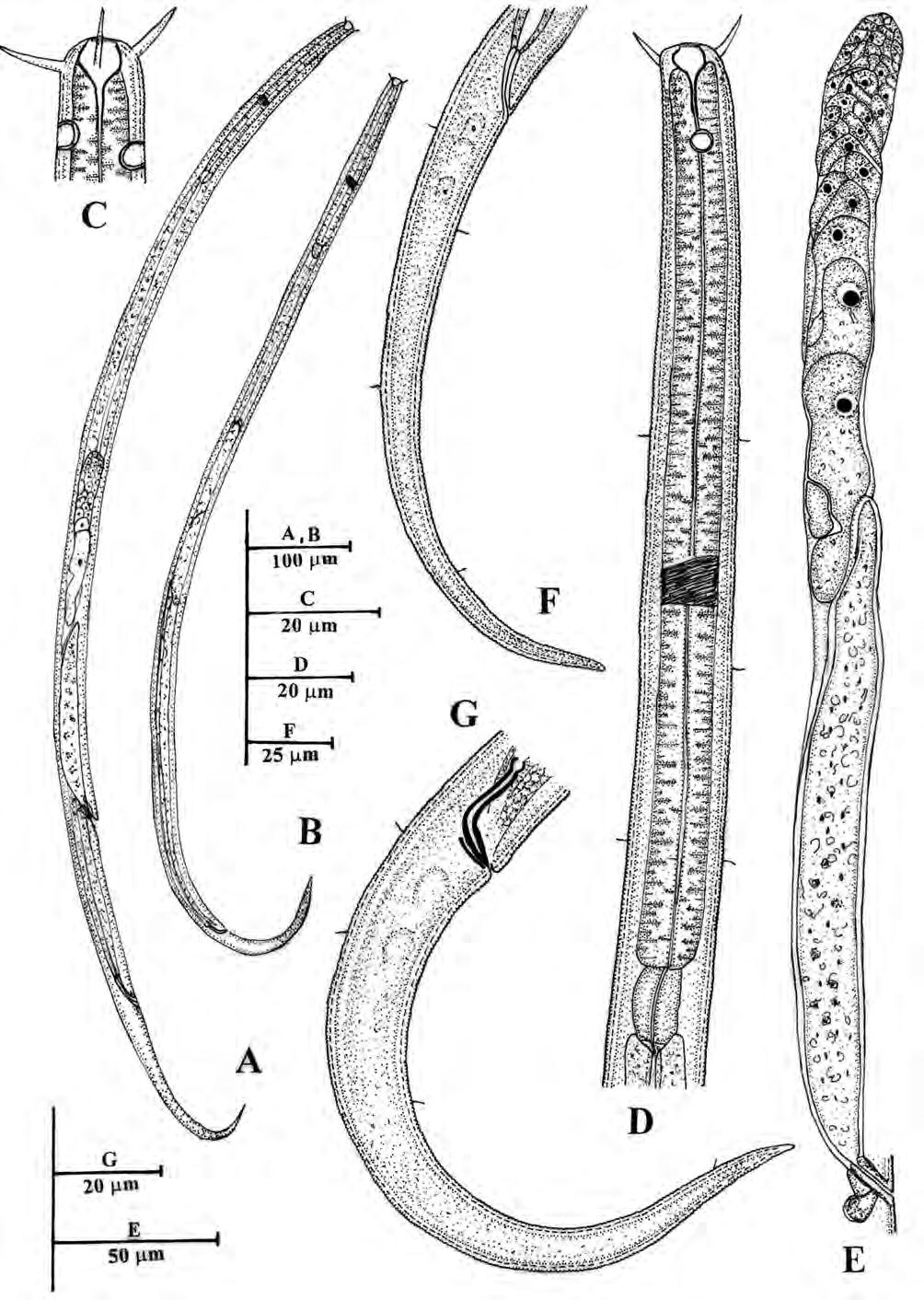 Khan et al. 71 Fig. 3. Hofmaenneria keoladeoensis sp. n.