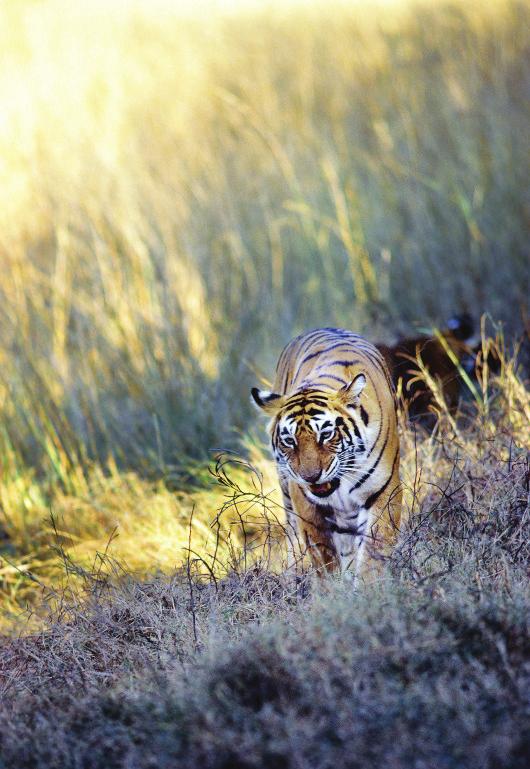 conclusion The results of this preliminary assessment demonstrate that while a good proportion of sites important for doubling wild tiger numbers are protected by law, most are still vulnerable to