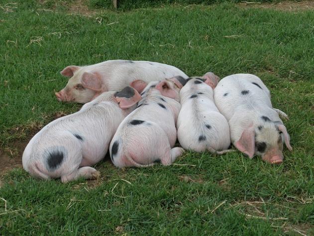 Family Names In the pig world family names have been traditionally used to track pedigrees.