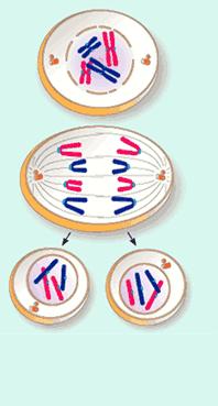 Gene Transfer through the Generations As we all know, every cell in a mammals body has two complete sets of the DNA blueprint