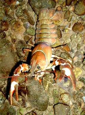 Crayfish 1/2-6 in length Scavenger or omnivore 8 legs 2