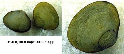 Clam Clams in Ohio streams come in a variety of sizes,