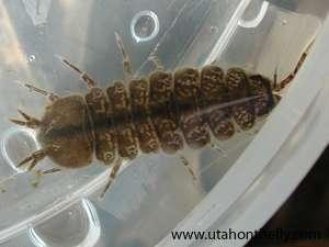 Aquatic Sow Bug Flattened body 7 Pairs of