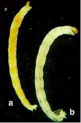 White Midge Larvae Up to 1/4 in length Herbivore or omnivore 2