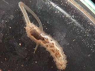 Rat-tailed Maggot Cylindrical body Scavenger