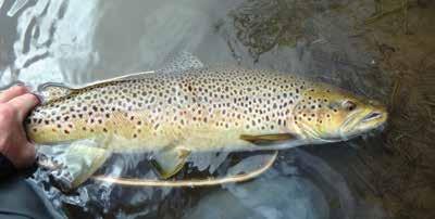 SPECIES PROFILE BROWN TROUT (SALMO TRUTTA) Habitat: Brown trout are native to Europe and Western Asia.