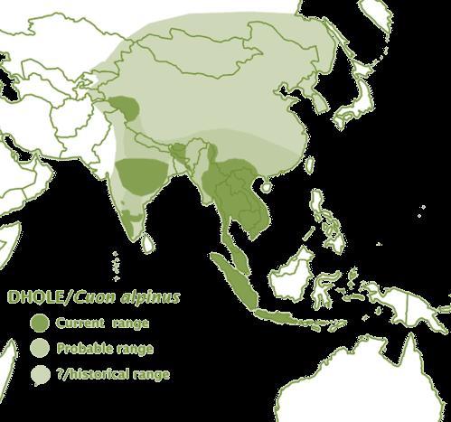 Endangered, CITES- Appendix II Population: Decreasing, 949-2215 mature individuals Distribution: Central, South and Southeast Asia OVERVIEW OF THE SPECIES: The Dhole or Asiatic wild dog (Cuon