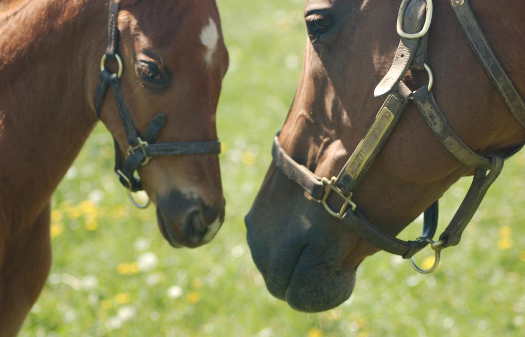Horse Population Estimate Rescues and sanctuaries, EAAT operations, and academic programs own horses that were not captured in the household surveys.
