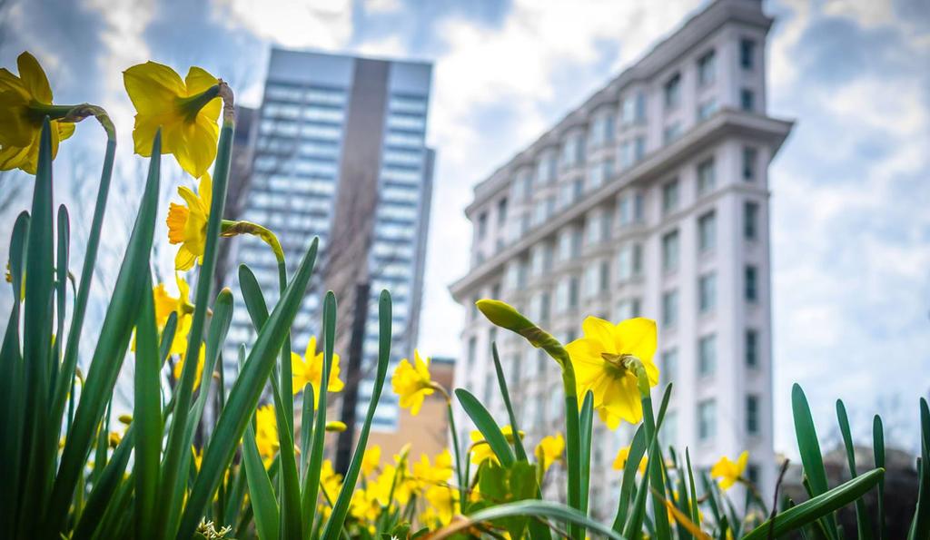 2017 IS THE FIRST YEAR FOR THE DOWNTOWN DAFFODIL DASH, part of the international award-winning Downtown Daffodil Project.