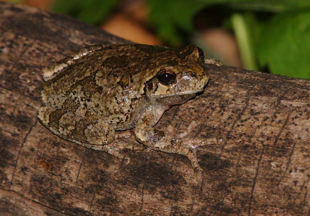 A Survey of Bone Lake s Frogs and Toads in 2012 Prepared by Brian M. Collins and Matthew S.