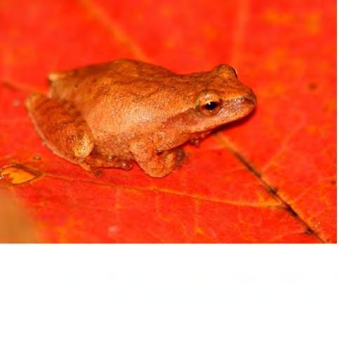Spring Peeper Pseudacris crucifer The Spring peeper (Pseudacris crucifer) is famous for its loud, rich singing that has been equated to sleigh bells ringing from a midnight marsh.