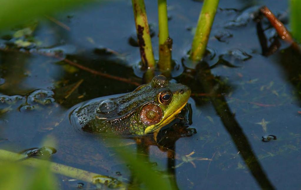 Unfortunately, leopard frogs have experienced a sharp decline in many areas locally.