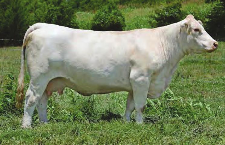 Here is your chance to acquire a granddaughter of the HBR Lady Liz 721 P. This female checks a lot of boxes when it come to performance.