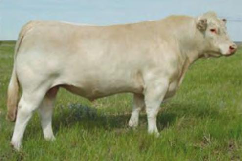 She ranks in the top 35% of the breed for 10 of the 14 EPDs while maintaining a moderate design and balance with eye appeal.