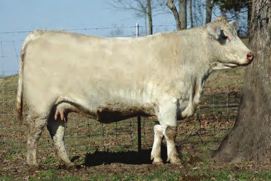 62 0.032 0.2 210.58 These would be full sibs to Kyle Reaves new herd sire purchased in the 2018 DeBruycker bull sale. BHD DUTTON B185 P His service sells!
